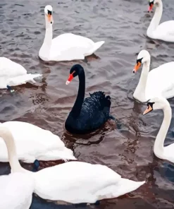 Black And White Swans Paint By Numbers