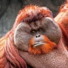 Bornean Orangutan Paint By Numbers