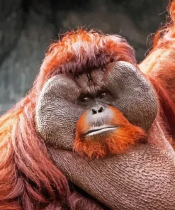 Bornean Orangutan Paint By Numbers