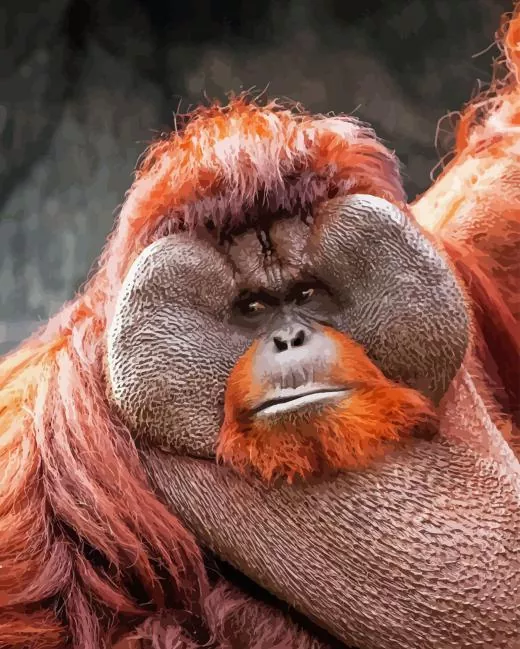 bornean orangutan paint by number Bornean Orangutan Paint By Numbers