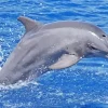 Bottlenose Dolphin Paint By Numbers