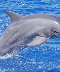 Bottlenose Dolphin Paint By Numbers