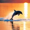 Dolphin Silhouette Paint By Numbers