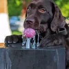 Dog Drinking Water Paint By Numbers