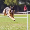 Dog Jumping Paint By Numbers