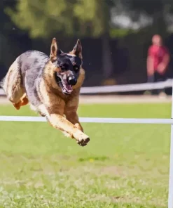 Dog Jumping Paint By Numbers