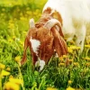 Goat Eating Grass Paint By Numbers