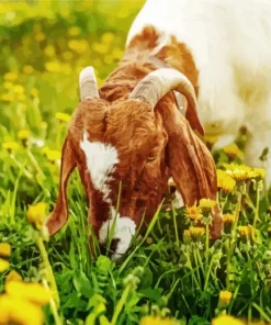 Goat Eating Grass Paint By Numbers