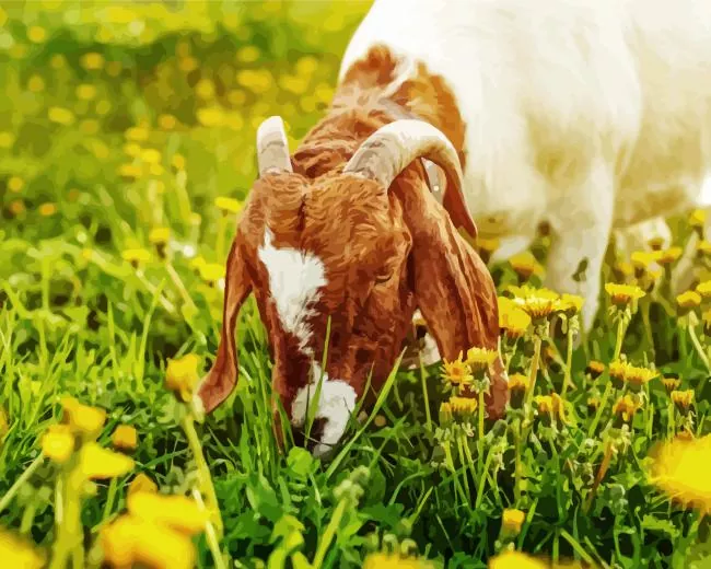 goat eating grass paint by numbers Goat Eating Grass Paint By Numbers