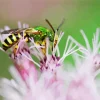 Green Bee Insect Paint By Numbers