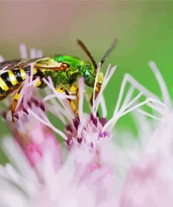Green Bee Insect Paint By Numbers