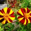 Harlequin Marigold Paint By Numbers