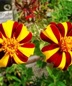 Harlequin Marigold Paint By Numbers