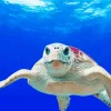 Loggerhead Sea Turtle Paint By Numbers