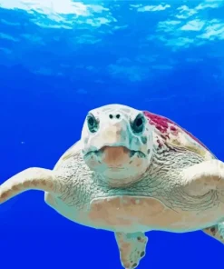 Loggerhead Sea Turtle Paint By Numbers