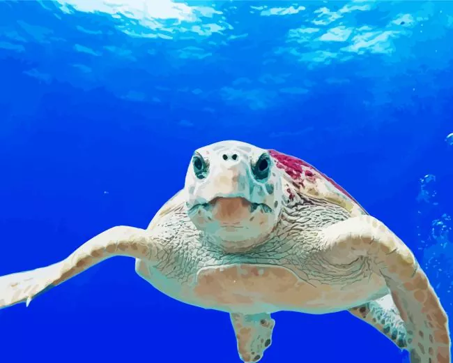 loggerhead sea turtle paint by number Loggerhead Sea Turtle Paint By Numbers