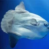 Mola Fish Paint By Numbers