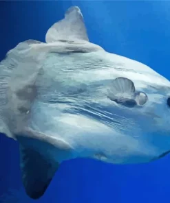 Mola Fish Paint By Numbers