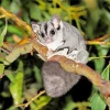 Sugar Glider Paint By Numbers