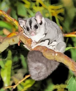 Sugar Glider Paint By Numbers