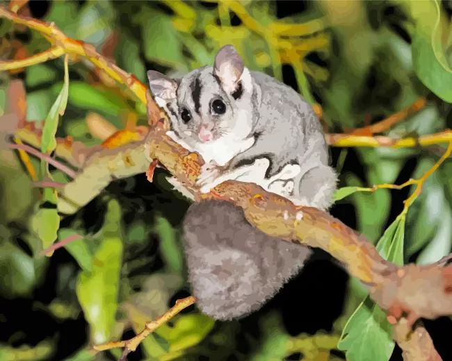sugar glider paint by numbers Sugar Glider Paint By Numbers