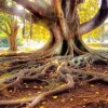 Tree Roots Paint By Numbers