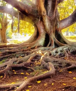 Tree Roots Paint By Numbers