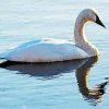 Tundra Swan Paint By Numbers