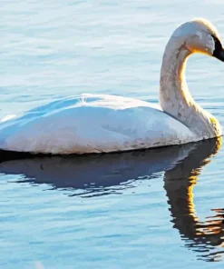 Tundra Swan Paint By Numbers