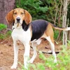 American Coonhound Paint By Numbers