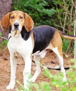 American Coonhound Paint By Numbers