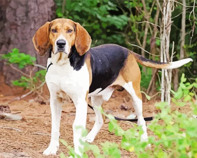 American English Coonhound art paint by numbers American Coonhound Paint By Numbers