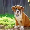 Brown Boxer Puppy Paint By Numbers