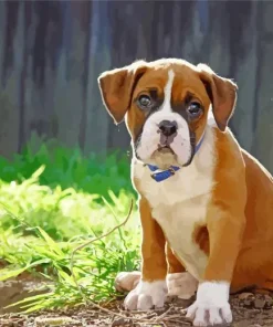 Brown Boxer Puppy Paint By Numbers