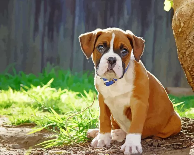 Brown Boxer Puppy Paint By Number Brown Boxer Puppy Paint By Numbers