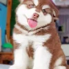 Brown Husky Paint By Numbers