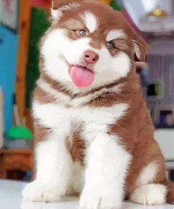 Brown Husky Paint By Numbers