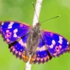 Aesthetic Emperor Butterfly Paint By Numbers