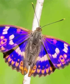Aesthetic Emperor Butterfly Paint By Numbers