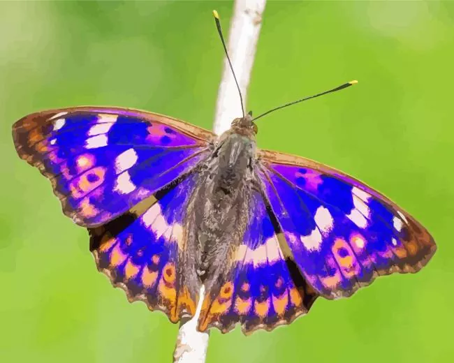aesthetic emperor butterfly paint by number Aesthetic Emperor Butterfly Paint By Numbers