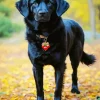 Black Irish Setter Dog Paint By Numbers
