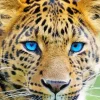 Blue Eyes Leopard Paint By Numbers