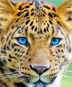 Blue Eyes Leopard Paint By Numbers