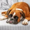 Dog Sitting On Couch Paint By Numbers