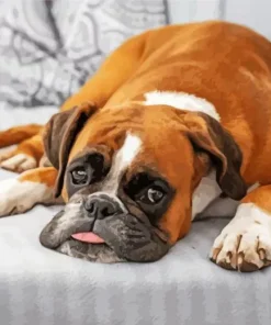 Dog Sitting On Couch Paint By Numbers