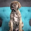 Brindle Dane Puppy Paint By Numbers