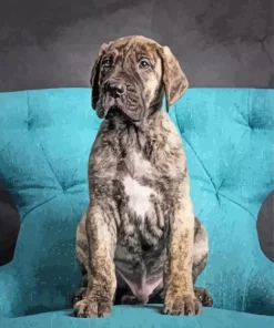 Brindle Dane Puppy Paint By Numbers