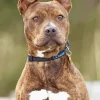 Brindle Pitbull Paint By Numbers