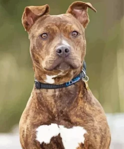 Brindle Pitbull Paint By Numbers