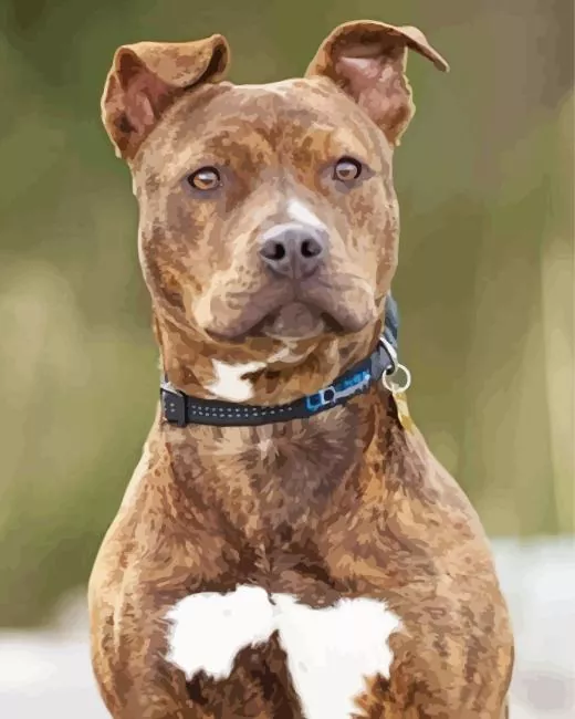 brindle pitbull paint by numbers Brindle Pitbull Paint By Numbers